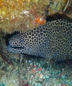 Aliwal Shoal Eel