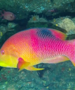 Aliwal Shoal Brightly Coloured Fish