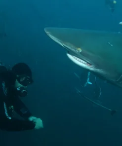 Aliwal Shoal Shark Near Scuba Diver