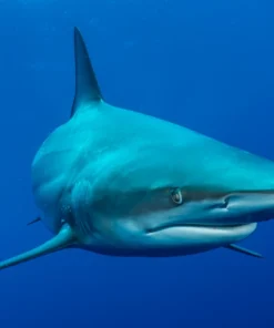 Aliwal Shoal Front View of Shark