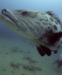 Aliwal Shoal Potato Bass with Scuba Diver