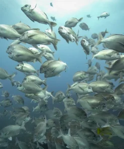 Aliwal Shoal School of Fish