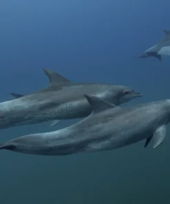 dolphins