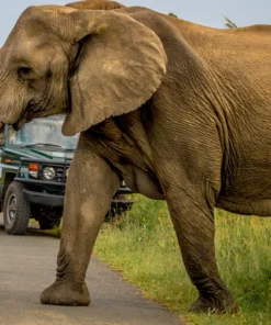 Elephant near game viewing vehicle