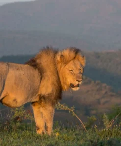 Male Lion