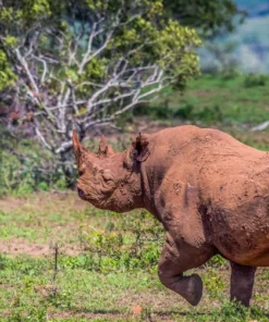 Rhino Running