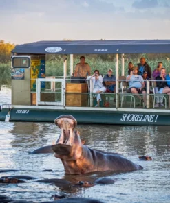 Hippo Near Boat Cruise