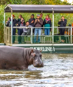 boat cruise with view of a hippo