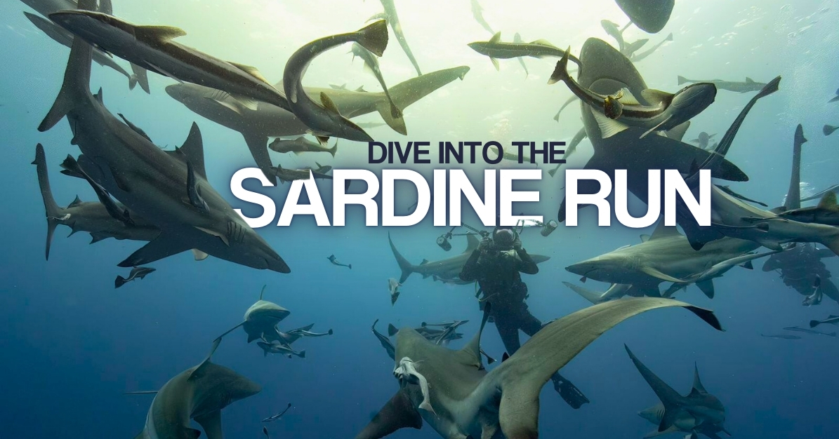 The Ultimate Sardine Run Adventure