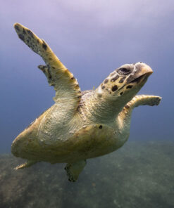 10 Night Aliwal Shoal & Ponta do Ouro Dive Adventure Sharing