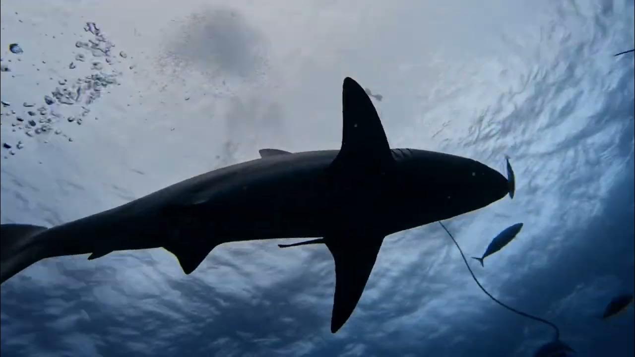 Incredible Encounter with Oceanic Black Tip Sharks