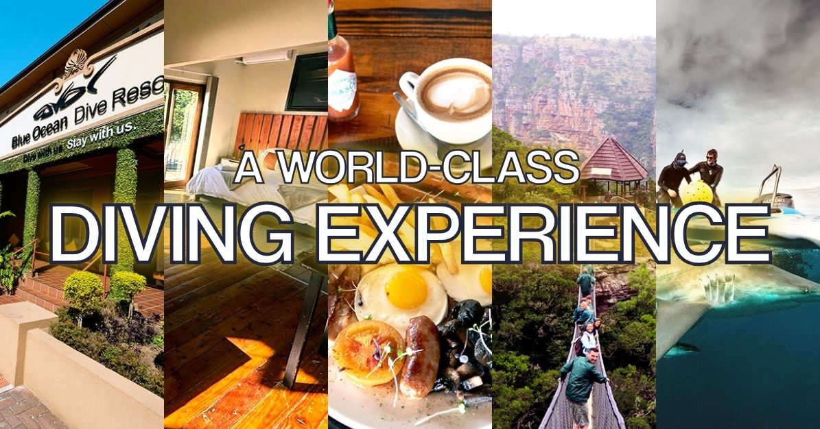 Discover a World-Class Diving Experience on South Africa’s KZN South Coast