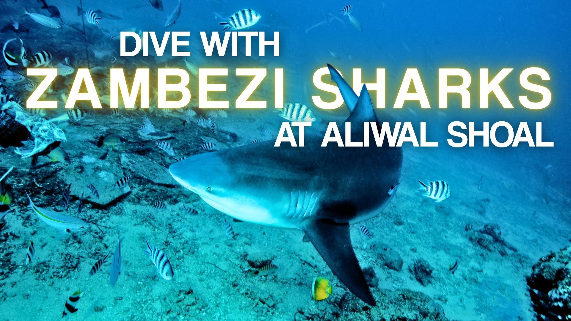 Dive with Zambezi Sharks at Aliwal Shoal