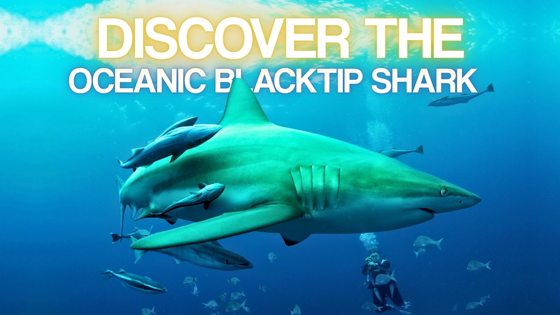 Get Up Close and Personal with Oceanic Black Tip Sharks