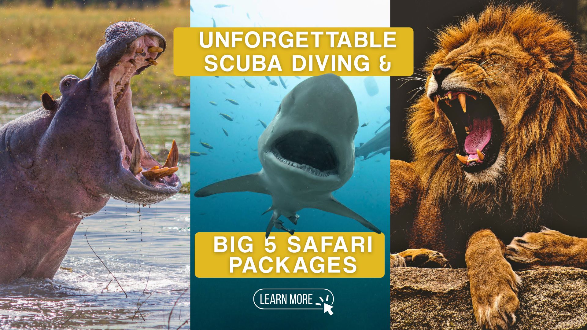 Scuba Diving And Big 5 Safari Packages