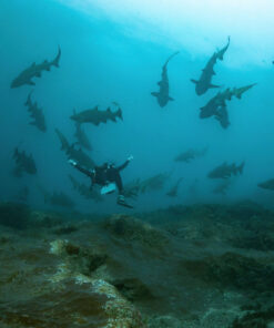 6 Night Sand Tiger Shark and Humpback Whale Migration (1 June to 30 Sept Annually)