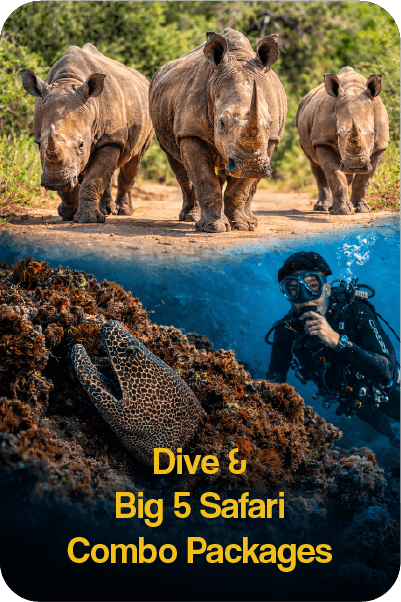 African Big 5 Safari and Scuba Diving Combo packages
