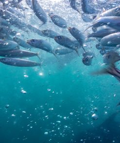 The Sardine Run