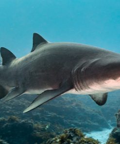 Sand Tiger Shark & Humpback Whale Migration