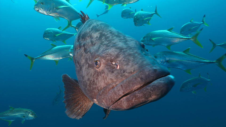 Aliwal Shoal - Scuba Diving - Blacktip Shark Bellow View