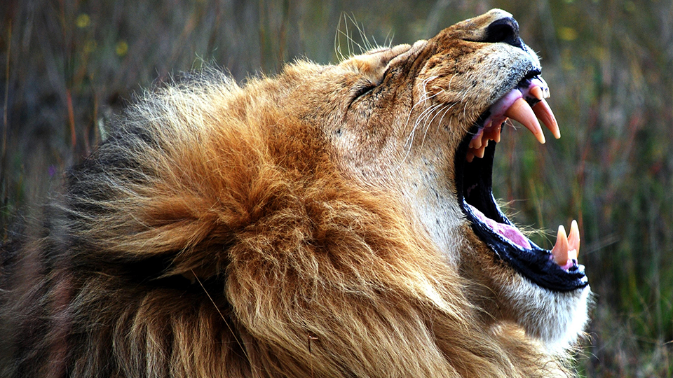 Aliwal Shoal - Scuba Diving - Blacktip Shark Bellow View