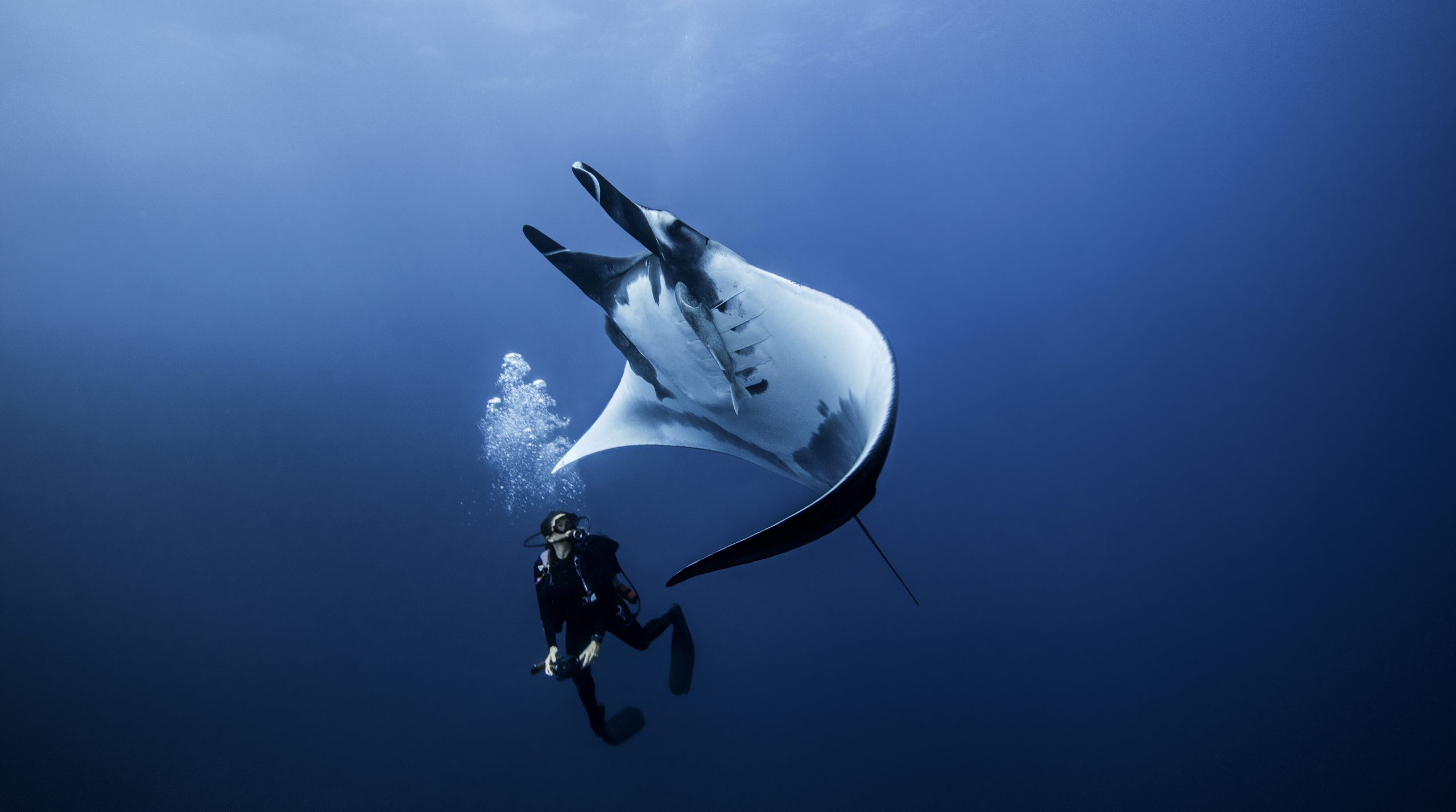 Aliwal Shoal - Scuba Diving - Blacktip Shark Bellow View
