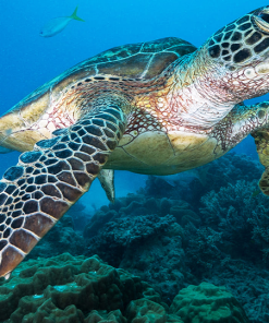 Aliwal Shoal & Mozambique Diving Adventure