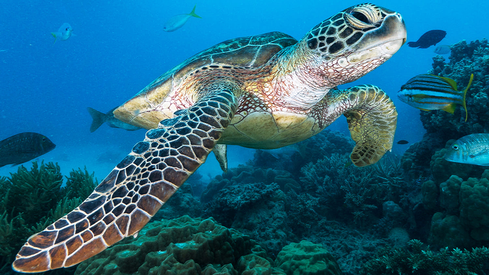 Aliwal Shoal - Scuba Diving - Blacktip Shark Bellow View