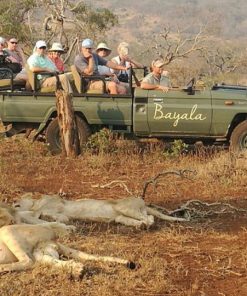 Bayala Safari