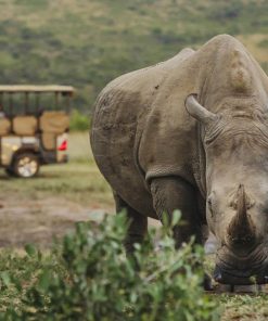 Rhino Ridge Safari