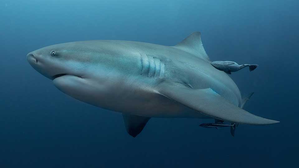 BullShark