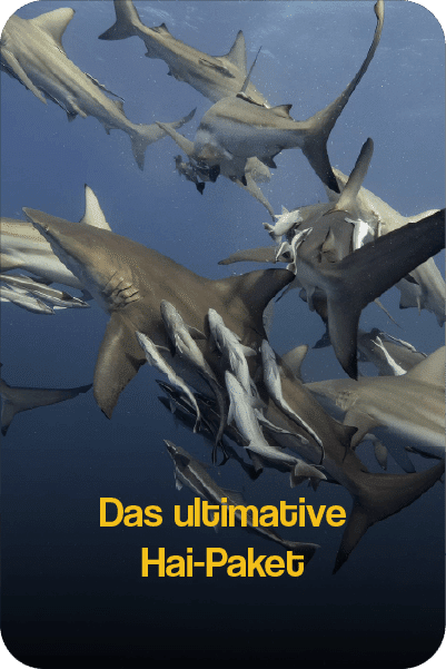 De_HaiPaket