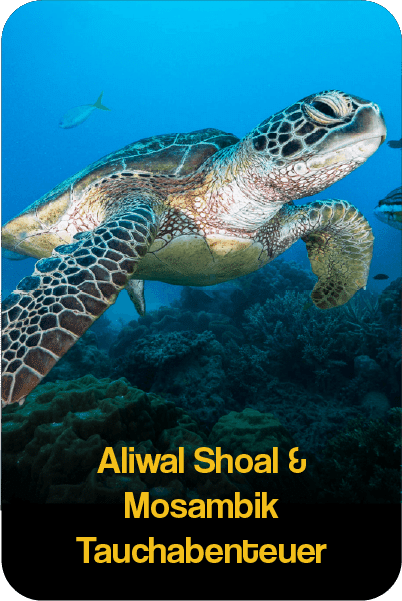 AliwalMozambique