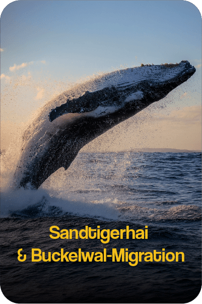 WhaleMigrationMain