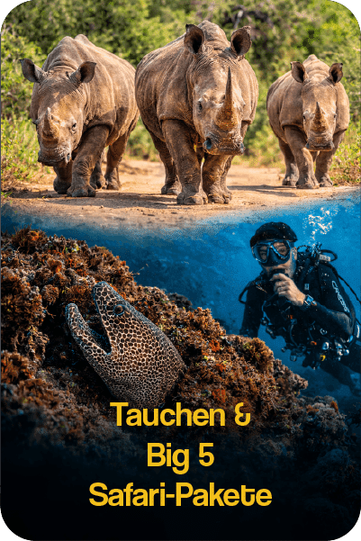 divebig5safaricombo African Big 5 Safari and Scuba Diving Combo packages