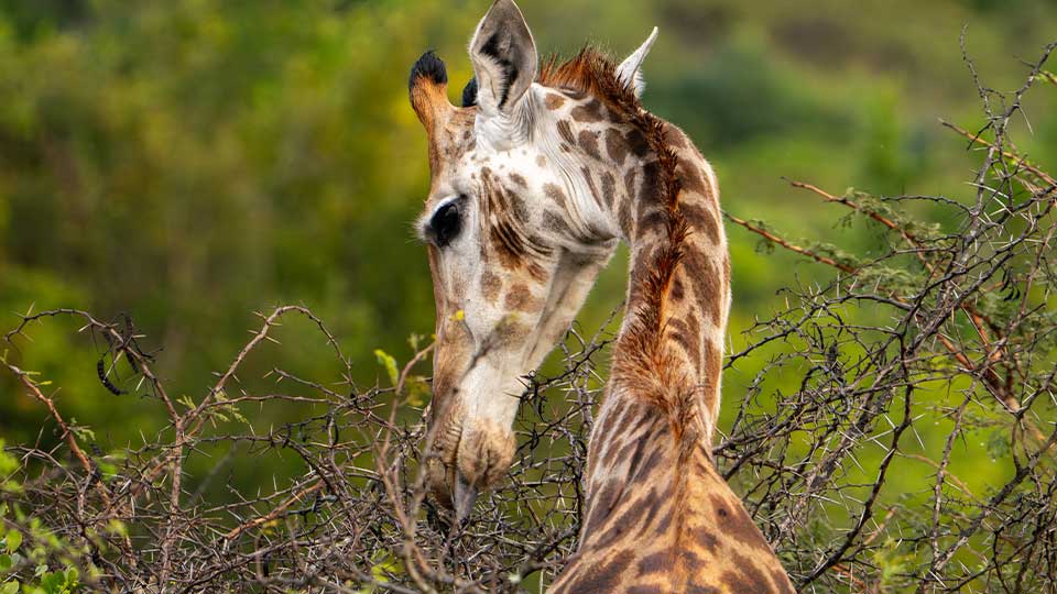 Giraffe