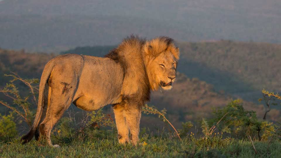 Lion