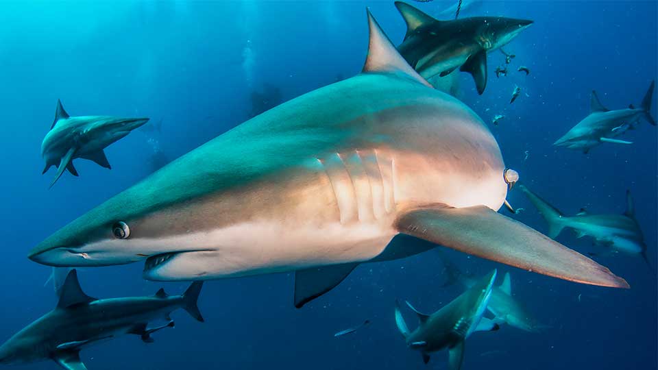 OceanicBlackTipShark