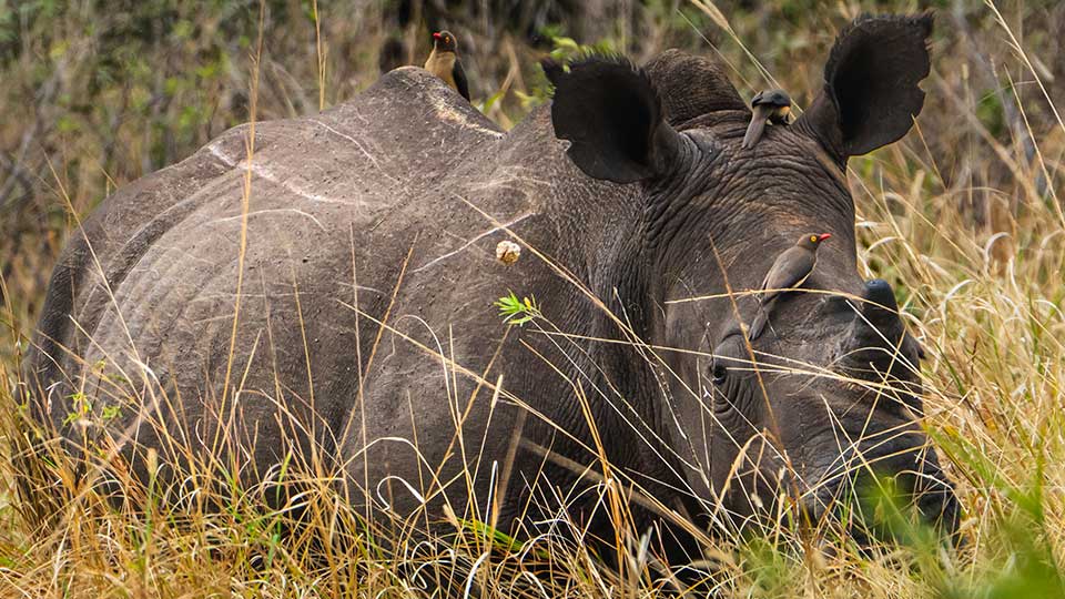Rhino