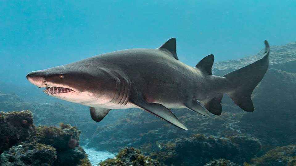 SharksUltimate