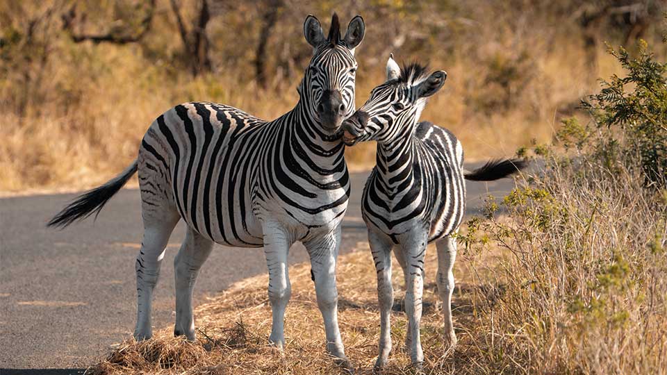 Zebra