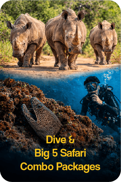 African Big 5 Safari and Scuba Diving Combo packages